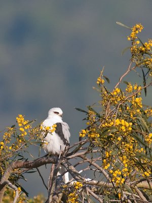 White-tailed Kite v _4064356.jpg