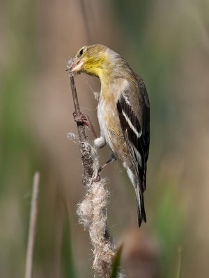 Female Goldfinch _4175489.jpg