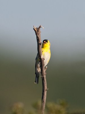 American Goldfinch _4064385.jpg