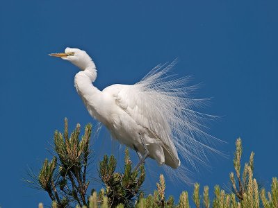 Great White Egret _4256517.jpg