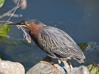 Green Heron _4054314.jpg