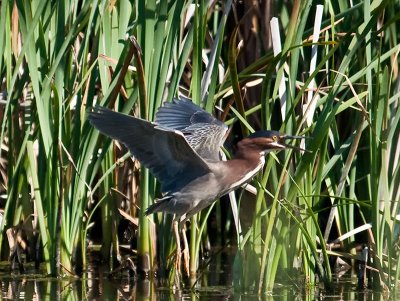 Green Heron _4064433.jpg