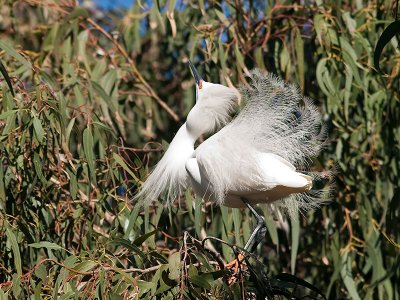 Snowy Egret _4205896.jpg