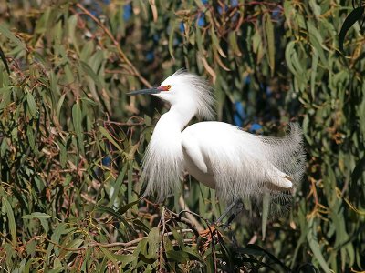 Snowy Egret _4205898.jpg