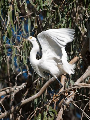Snowy Egret _4205966.jpg