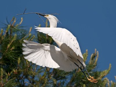 Snowy Egret _4205970.jpg