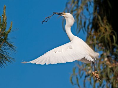 Snowy Egret _4205989.jpg