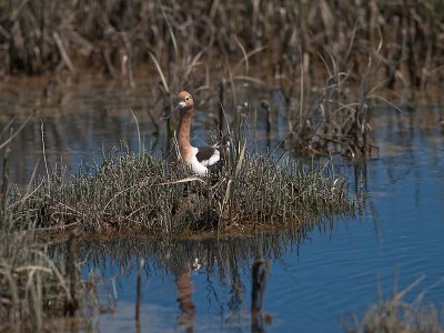 American Avocet _4226147.jpg
