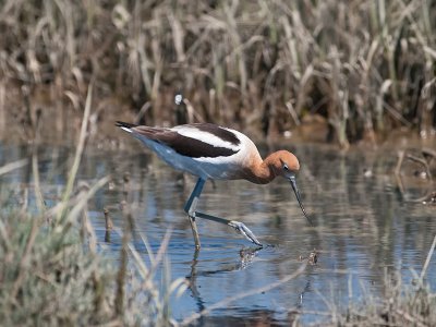 American Avocet _4226233.jpg
