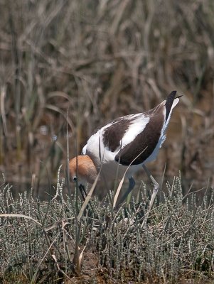 American Avocet _4226288.jpg