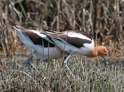 American Avocets _4276711.jpg