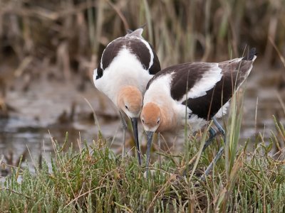 American Avocets _5037009.jpg