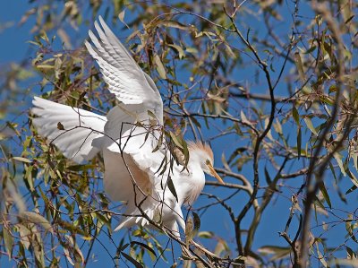 Cattle Egret _5087832.jpg