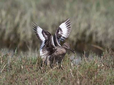 Willet landing_4104625.jpg