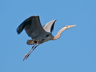 Great Blue Heron _5168286.jpg