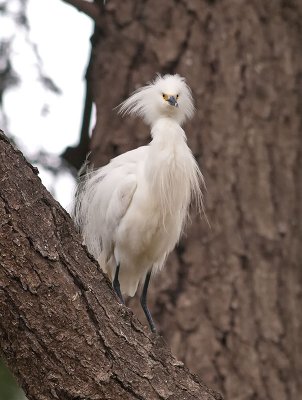 Snowy Egret _5047113.jpg