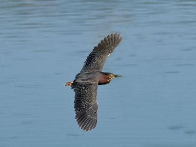 Green Heron _6189356.jpg