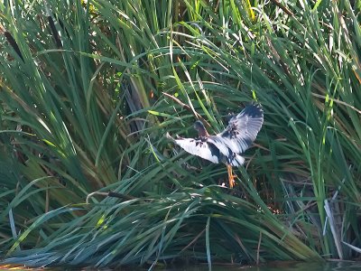 Green Heron _6199441.jpg