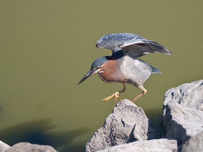 Green Heron _6279852.jpg