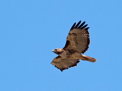 Red-tailed Hawk _7170422.jpg