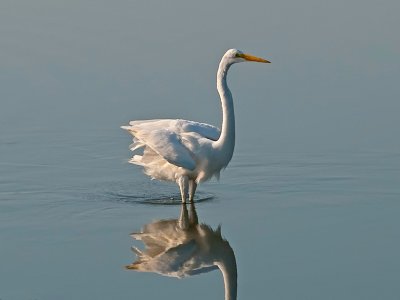 Egret Landing _4241287.jpg