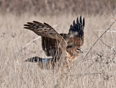 juvenile Northern Harrier _B163808.jpg