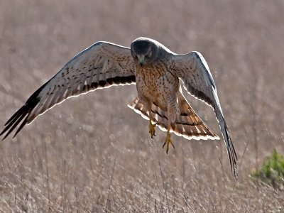 Male Northern Harrier _B214805.jpg