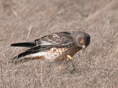 Northern Harrier _B214908.jpg