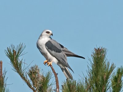 White-tailed Kite _B184353.jpg
