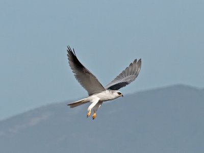 White-tailed Kite _B265624.jpg
