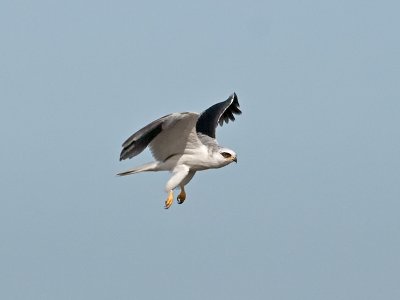 White-tailed Kite _B265626.jpg