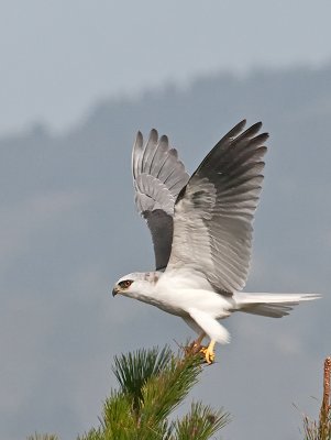 White-tailed Kite _B265636.jpg