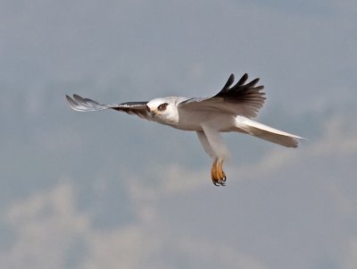 White-tailed Kite _B265639.jpg