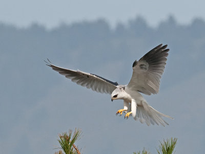 White-tailed Kite _B265680.jpg