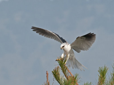 White-tailed Kite _B265681.jpg