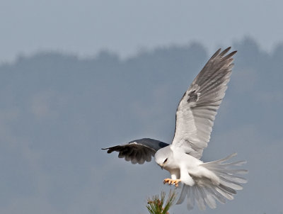 White-tailed Kite _B265695.jpg