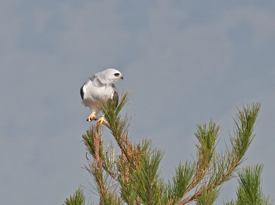 White-tailed Kite _B265699.jpg