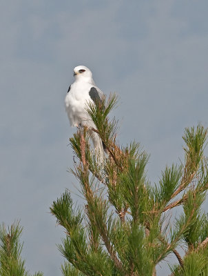 White-tailed Kite _B265711.jpg