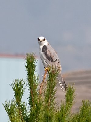 White-tailed Kite _B265714.jpg