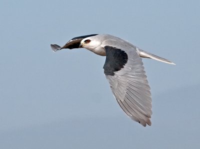 White-tailed Kite _B265725.jpg