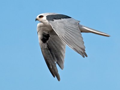 White-tailed Kite _B265727.jpg