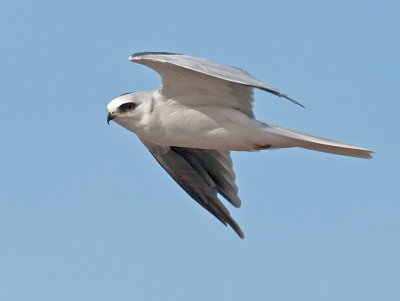 White-tailed Kite _B265728.jpg