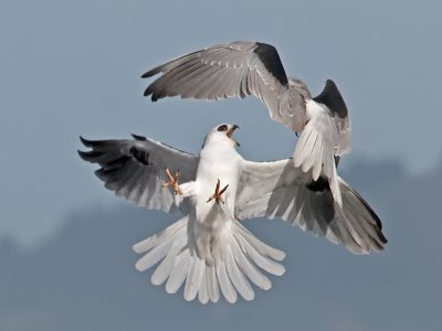White-tailed Kites _B265572.jpg