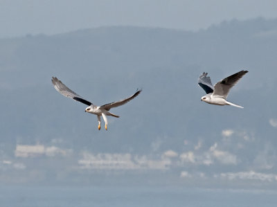 White-tailed Kites _B265615.jpg