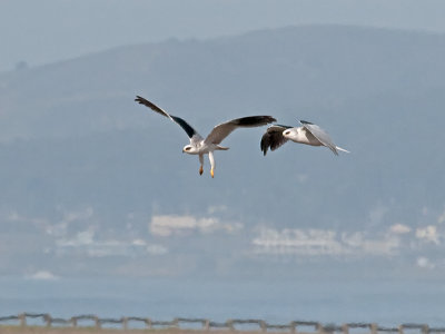 White-tailed Kites _B265616.jpg