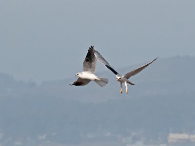 White-tailed Kites _B265618.jpg