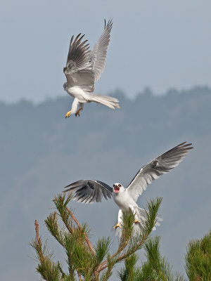 White-tailed Kites _B265687.jpg