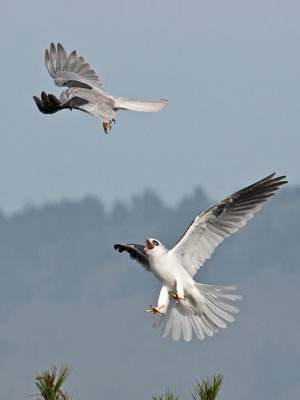 White-tailed Kites _B265688.jpg