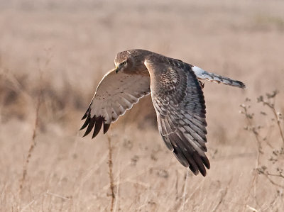 1st yr m Northern Harrier _B265442.jpg