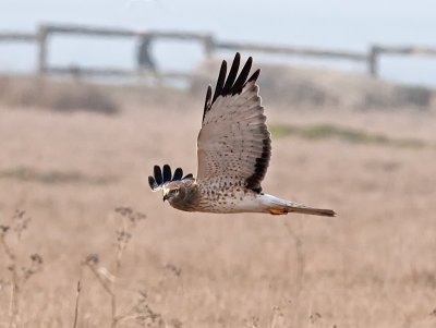 1st yr m Northern Harrier _B265444.jpg